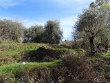 Terrain à  bâtir de 1101 m2, composé de planches et arboré d'oliviers.