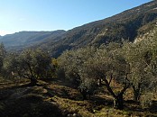 Terrain à bâtir de 1550 m2 avec PC accordé, composé de planches et arboré d'oliviers.